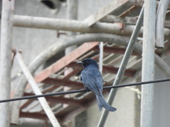 Dicrurus macrocercus