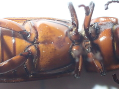 Neandra marginicollis