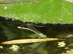 Ischnura senegalensis