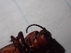 Neandra marginicollis