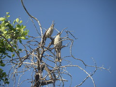 Mimus parvulus