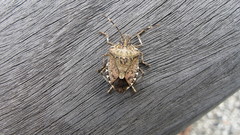 Halyomorpha halys