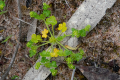 Hydrocotyle foveolata
