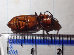 Neandra marginicollis