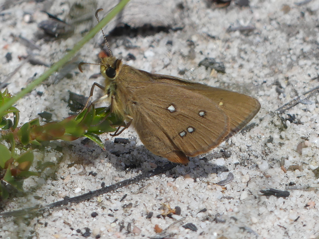 three spot skipper