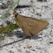 Three Spot Skipper - Photo (c) JohnNewman, some rights reserved (CC BY-NC), uploaded by JohnNewman