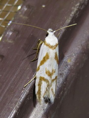 Oxythecta acceptella