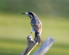 Purnella albifrons