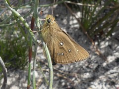 Hesperilla trimaculata