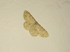 Idaea camparia