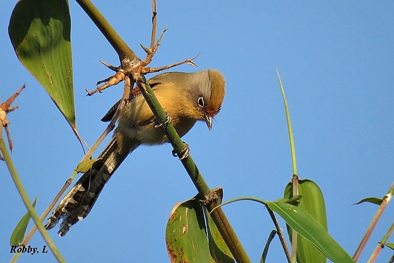 Spectacled Barwing