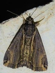 Ercheia