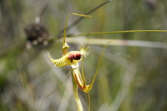 Caladenia lobata
