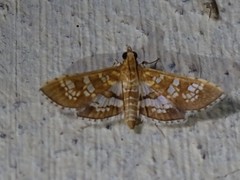 Sameodes