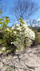 Gyrocarpus americanus
