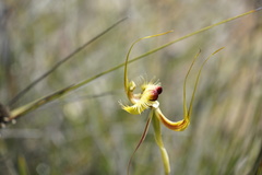 Caladenia lobata