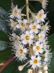 Prunus spinulosa