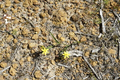 Tricoryne humilis
