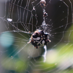 Gasteracantha sacerdotalis