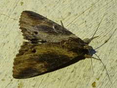 Ercheia cyllaria
