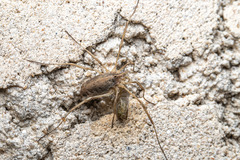 Odiellus troguloides