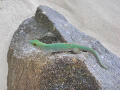 Phelsuma sundbergi longinsulae