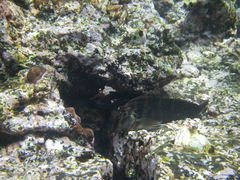 Ophioblennius steindachneri