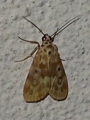 Sommeria marchalii
