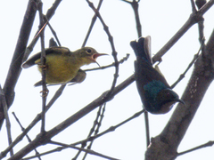 Anthreptes malacensis malacensis