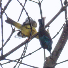 Anthreptes malacensis malacensis