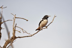 Certhionyx variegatus