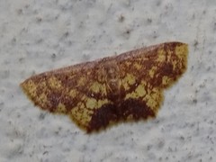 Chrysocraspeda tristicula