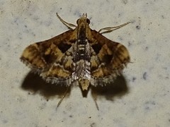Diasemia