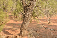 Eremophila mitchellii