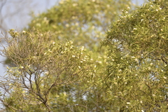 Eremophila mitchellii