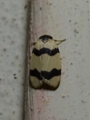 Padenia transversa