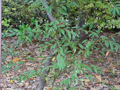 Cotoneaster × watereri