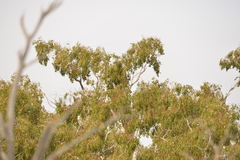 Eucalyptus populnea bimbil
