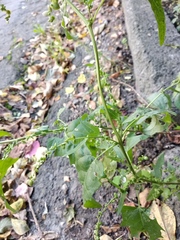 Atriplex micrantha