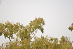 Eucalyptus populnea bimbil