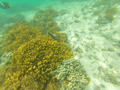 Cephalopholis panamensis