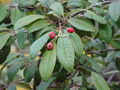 Cotoneaster × watereri