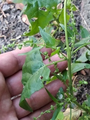 Atriplex micrantha