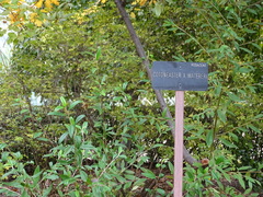 Cotoneaster × watereri