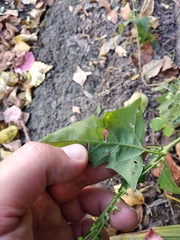 Atriplex micrantha
