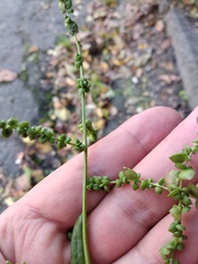 Atriplex micrantha