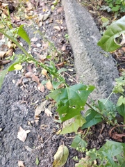 Atriplex micrantha