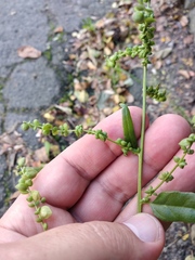 Atriplex micrantha