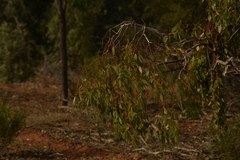 Eucalyptus populnea bimbil