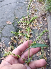 Atriplex micrantha